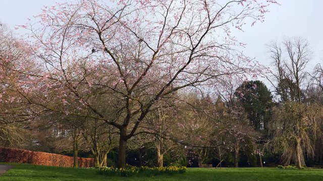 A blossom tree at the start of spring beginning to bloom in a local park in north yorkshire UK