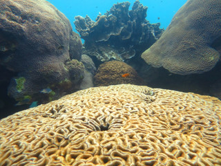 Meandering coral