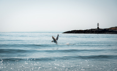 Fototapeta premium Seagull by the sea