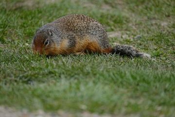 An Arctic Ground Squirrel in the grass in Manningpark, Canada