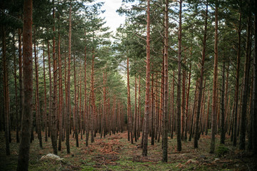 Obraz premium paseo por la montaña, segovia