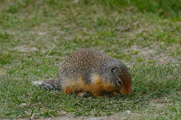 Naklejka na ściany i meble An Arctic Ground Squirrel in the grass in Manningpark, Canada