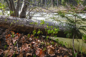 Narrow river in the forest with leaves and tree stumps in the foreground, long exposure, manning park, canada