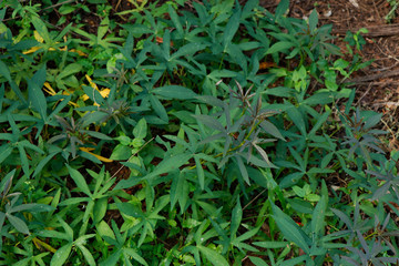 Sweet potato crops grows in home garden, organic concept