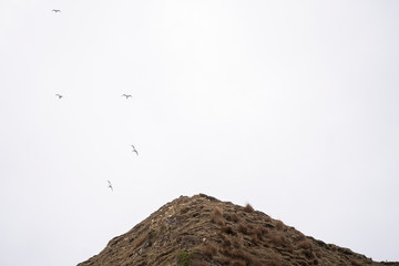 pajaros en irlanda