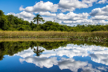 Palm tree with sky reflection in Pantanal de Marimbus