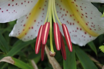 Naklejka premium ヤマユリクローズアップ