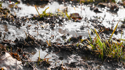 Muddy puddle after the rain. Wet mud after a spring rain with sprouts of new, green grass.