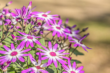Group of purple daisies on a sunny day.
