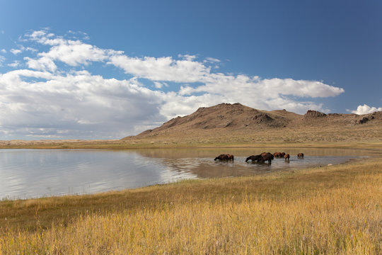 Cloudy view on steppe and lake. Mongolia