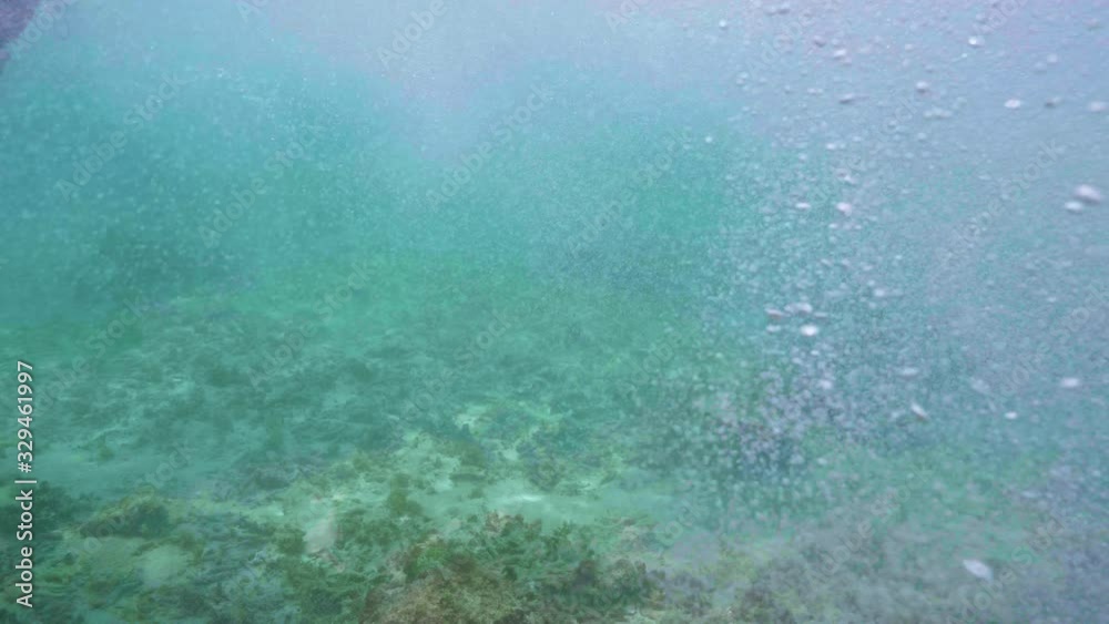Wall mural a girl swimming with hawksbill sea turtle (eretmochelys imbricata), underwater 4k shot with air bubb