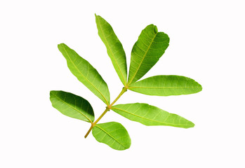 branch with green leaves isolated on white