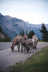 Wild Mountain Goats in Group Isolated in Banff National Park feeding on Grass
