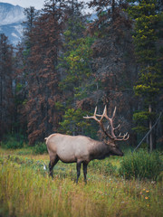 Wild Male Deer with Antlers Alone in the Forest in Jasper National Park in Alberta 