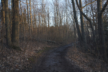 Beautiful Hiking Trail in Hamilton, Ontario during Sunset in the Winter with no leaves and barren landscape