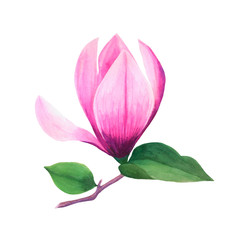 Watercolor hand-drawn purple-pink magnolia flower with green leaves on a branch. Isolated on white background. Perfect for wedding cards, invitations, business cards, clip-art, banners, fabric prints