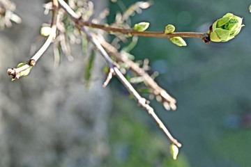 blooming green leaf bud on a tree branch