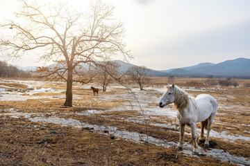 Obraz na płótnie Canvas Beautiful gray horse stands in the field