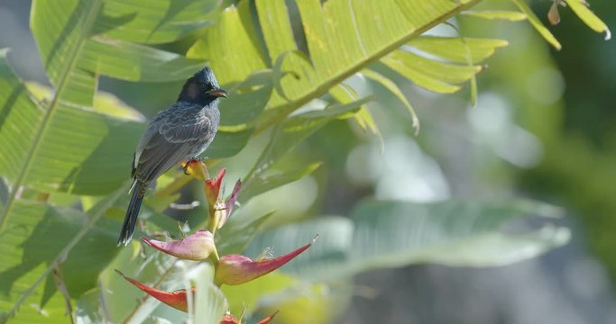 A red vented bulbul bird claps its beak, looks around, and eats from vibrant red and yellow heliconia flower it's perched on. The bird and flower move gently in the wind against a jungle background.