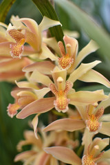 Cymbidium Orchid pink flowers blooming in the garden. Macro. Green leaves background.