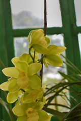 yellow phalaenopsis or Moth dendrobium Orchid flower . yellow Orchids Isolated on blur background....