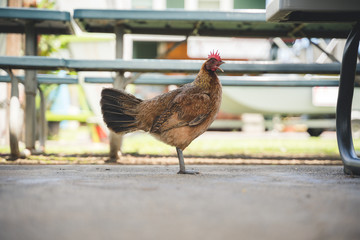Side View of Lone Isolated Rooster in Kauai, Hawaii 