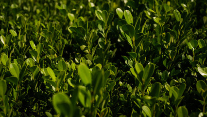 plants