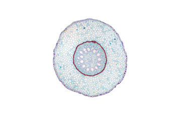 Monocot root cross section slide view under microscope for botany education.