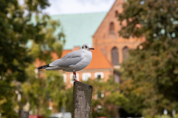 Lubeck, Germany, 10-06-2019 Lachmöwe (Chroicocephalus ridibundus) im Winterkleid am Muehlenteich in Lübeck/ Lubeck