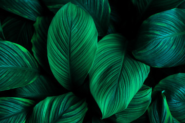 Fototapeta na wymiar The concept of leaves of Cannifolium spathiphyllum, abstract dark green surface, natural background, tropical leaves