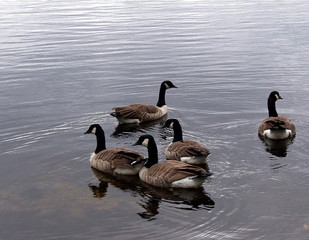 Geese on a lake