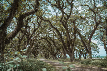 road among large trees, shady garden atmosphere