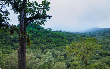tree and mountains