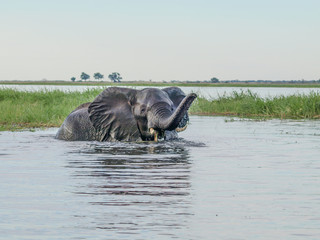 Elephant Swimming in the Chobe River in Botswana