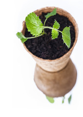 Lemon Balm in a Pot, (Melissa Officinalis) Herb on White Background