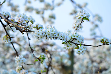 Pear flower in full bloom in spring