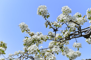 Pear flower in full bloom in spring