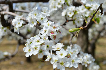Pear flower in full bloom in spring