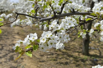 Pear flower in full bloom in spring