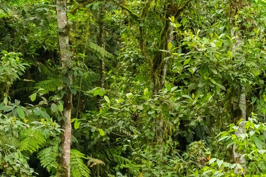 A jungle or rainforest texture in the Ecuadorian Andes