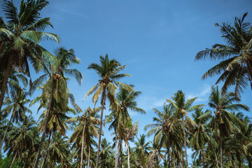 Fototapeta na wymiar coconut palm trees on the blue sky background at the daylight