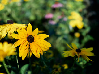 yellow flowers in garden