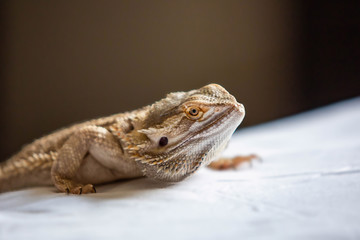 Cute bearded dragon reptile home pet isolated close up