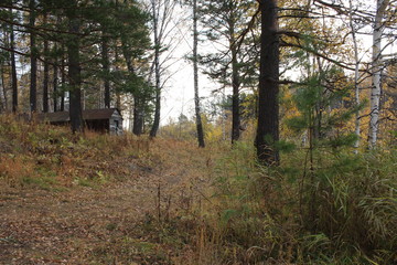 old wooden abandoned house for hunters in the forest among the trees in the autumn