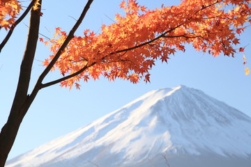 Autumn leaves and Mount Fuji JAPAN