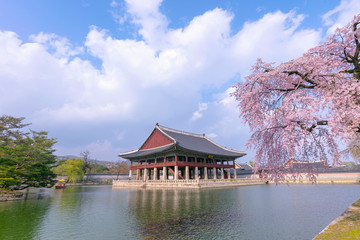 Obraz premium Gyeongbokgung Palace with cherry blossom in spring,Seoul,South Korea.