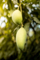 Mango on the tree , Fresh green mango