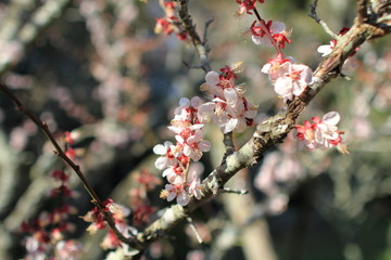 Cherry Blossom in Tokyo Japan