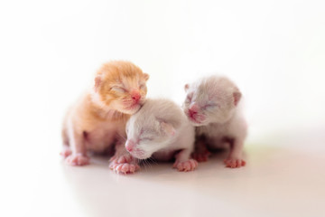 Fototapeta na wymiar Baby cat. Newborn kitten playing at home.