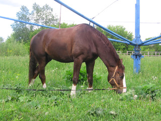 Obraz premium big red horse grazing in the grass in the summer walking on the farm